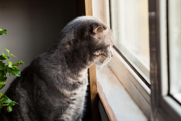 Gray cat Scottish breed looks on light near window green background