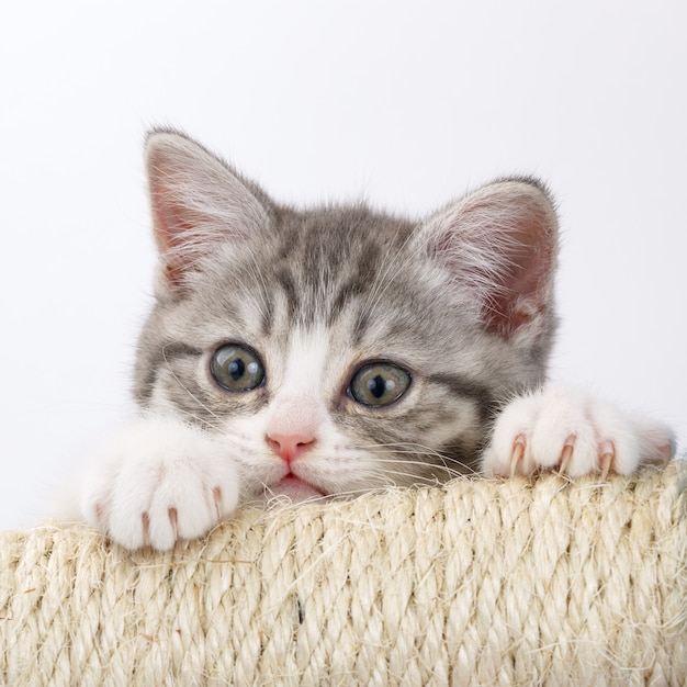 Gray cat sharpening claws on a white background