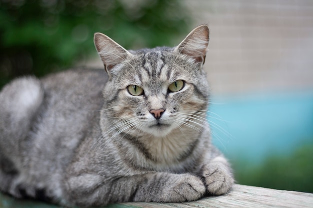 A gray cat sits on a bench in the yard