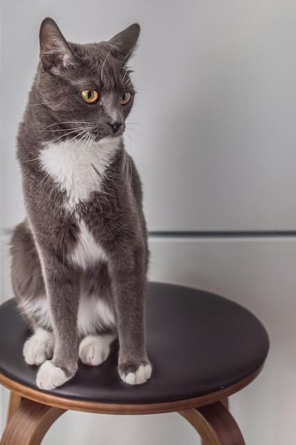 Il gatto grigio si siede su una sedia foto verticale