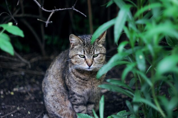 灰色の猫は茂みの緑の葉の間に座っています