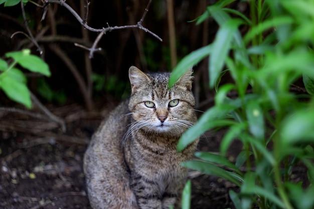 The gray cat sits among green leaves of a bush