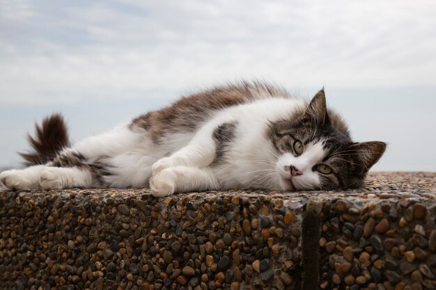 Gray cat sits on a stone close-up against the background of a blurred sea shore