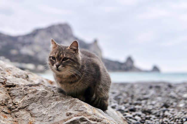 Gray cat sits on a stone close-up against the background of a blurred sea shore