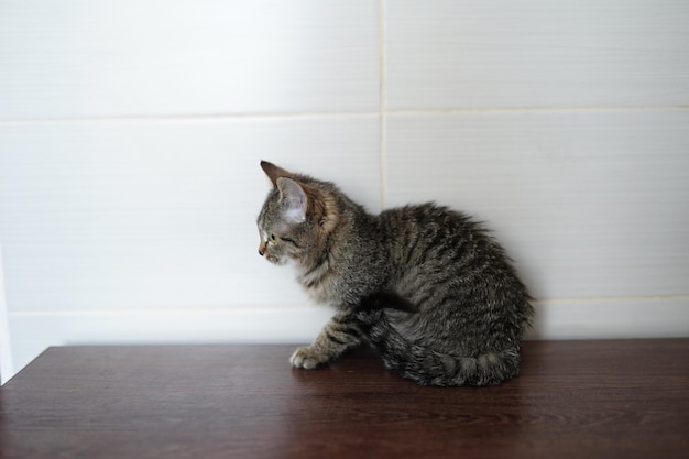 A gray cat sits on a wooden table.