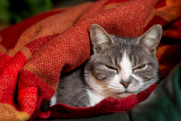 Gray cat sleeping under a blanket
