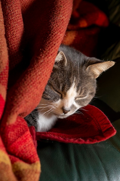 Gray cat sleeping under a blanket