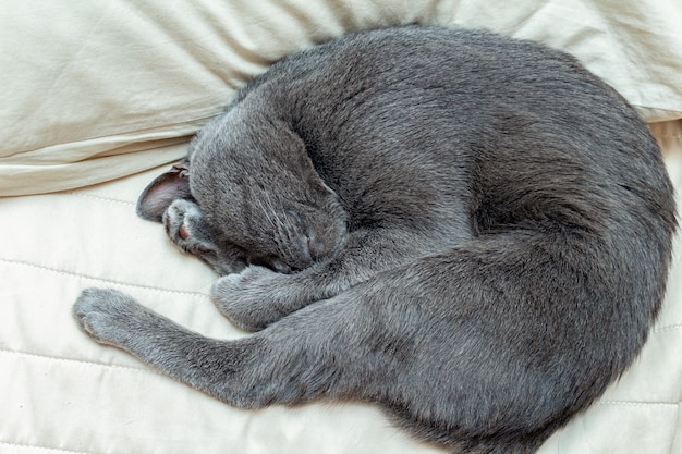 Gray cat sleeping curled up on pillows