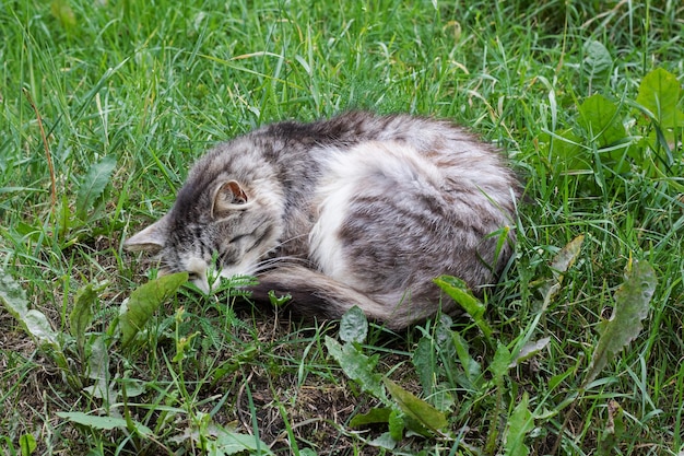 Серый кот спит на зеленой траве