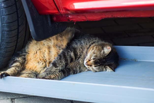 車のホイールの下で眠っている灰色の猫