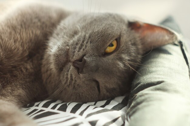 Foto gatto grigio che dorme con gli occhi aperti nel suo letto morbido e accogliente su un pavimento.gatto blu russo, primi piani. cura degli animali, amico dell'essere umano.