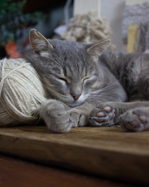 A gray cat sleeps on a ball of hair