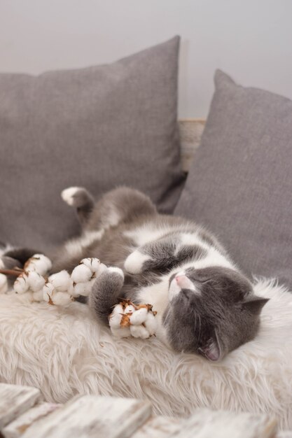 Gray cat sleeps embracing a sprig of cotton flowers.