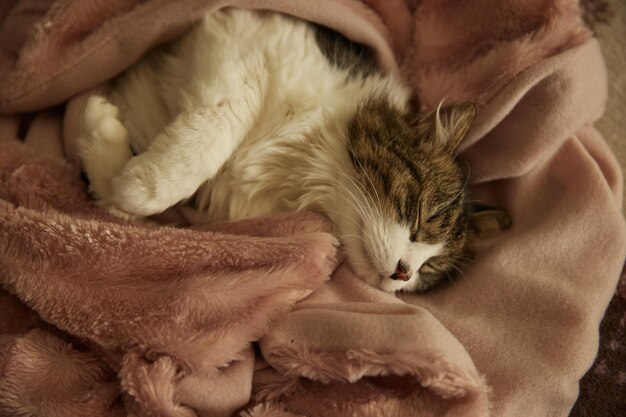 A gray cat sleeps at home under a warm blanket with a blanket\
on the bed