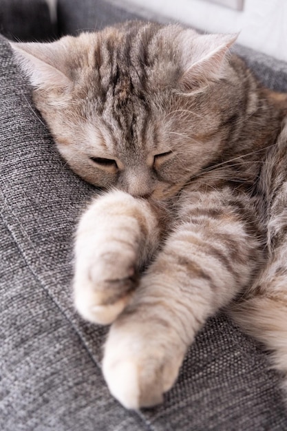 A gray cat sleeps on a pillow Selective focus on the cat's muzzle