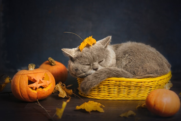 Gray cat sleeps in a small yellow basket, surrounded by autumn leaves and pumpkins.