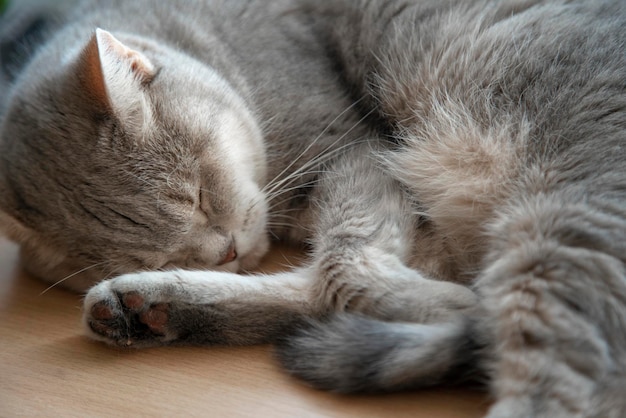 A gray cat sleeps on a wooden floor closeup