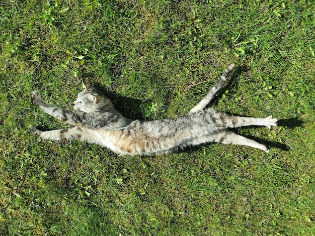 灰色の猫が伸びて、夏の庭の芝生の上に横たわっています