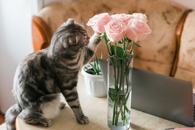 Gatto grigio che tocca le rose rosa in vaso di vetro a casa