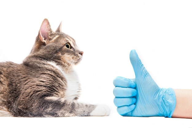 Foto gatto grigio dal veterinario, animale sano