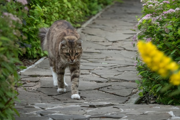 Gray cat walking down the street in the garden