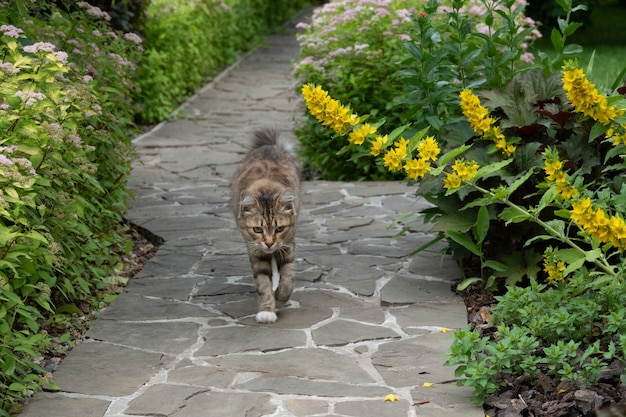 Gatto grigio che cammina per strada in giardino