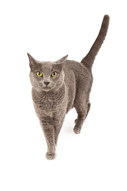 Gray Cat Walking