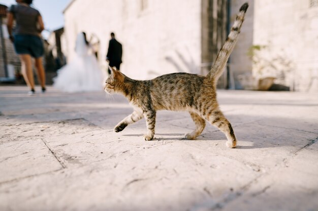 A gray cat walks past the bride and groom on a blurred background