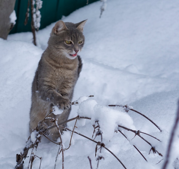 白い雪の背景に灰色の猫