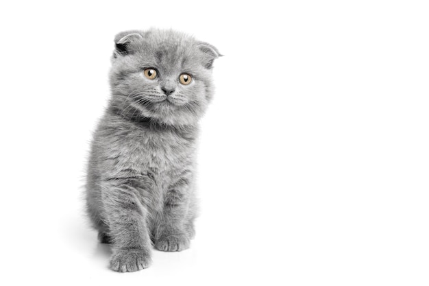 Gray cat with beautiful eyes on a white background