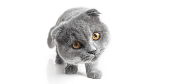 Gray cat with beautiful eyes on a white background