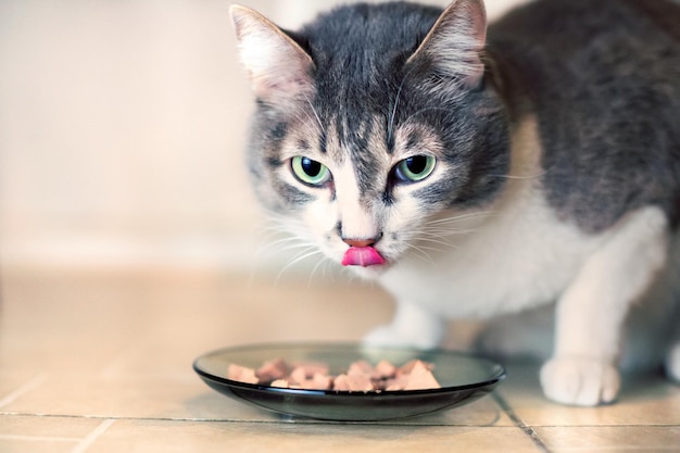 Photo gray cat with big green eyes eats the pieces of meat from the glass plate and licks