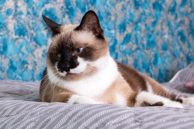 Gray cat with blue eyes lying on the bed close up