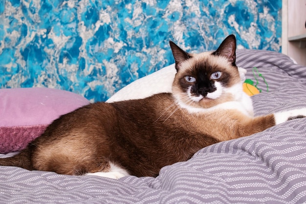 Серый кот с голубыми глазами лежит на кровати