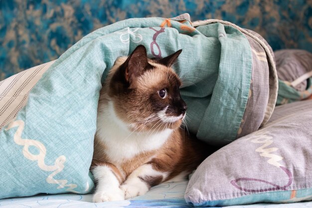 Gray cat with blue eyes lying on the bed