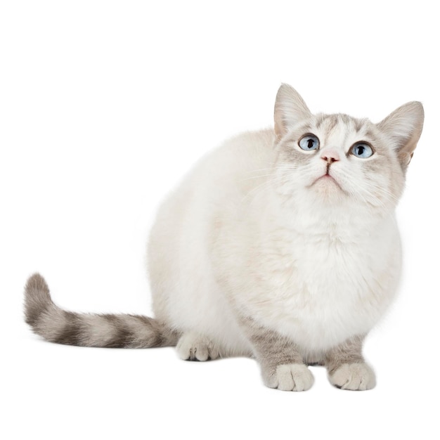 gray cat with blue eyes sits and looks up isolated