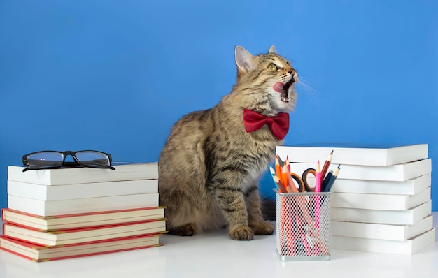 A gray cat with bow tie on a blue background near a stack of\
books back to school studentcat and school supplies the concept of\
school study distance education online courses selective focus