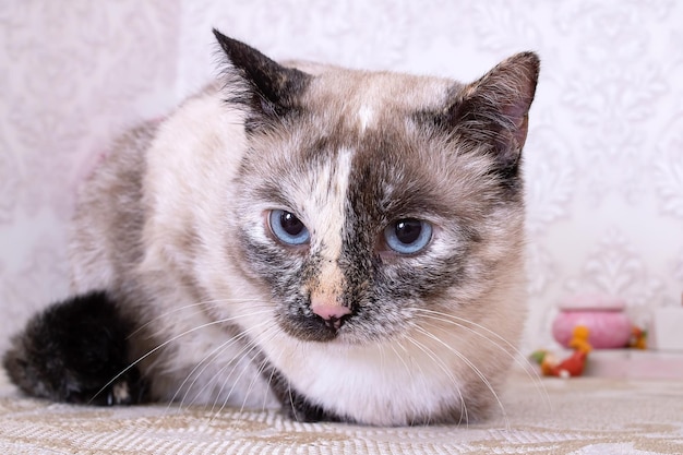 Gatto grigio con il ritratto del primo piano degli occhi azzurri luminosi