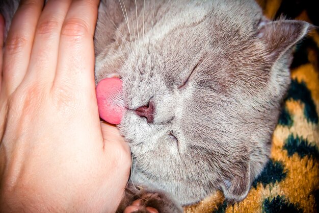 Gray cat with eyes closed licks hand