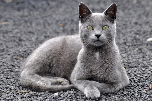 A gray cat with green eyes lies on the ground in the yard.