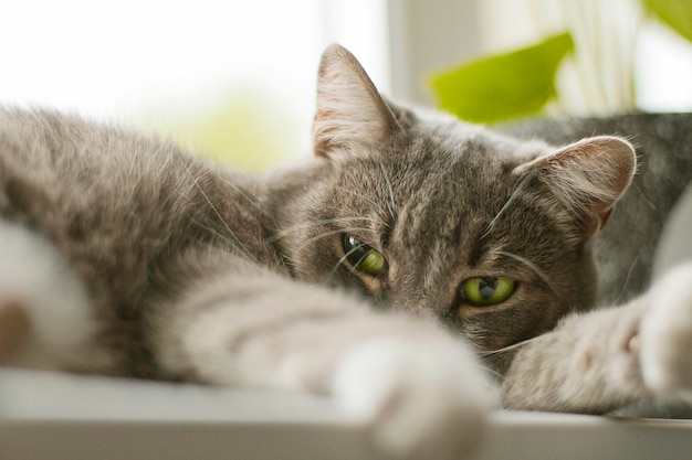 窓辺に横になっている緑色の目で灰色の猫