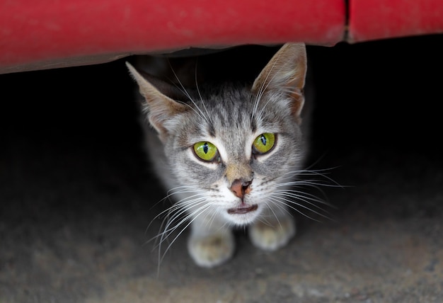 Gray cat with green eyes and ripped nose looks out from under\
car homeless animals concept