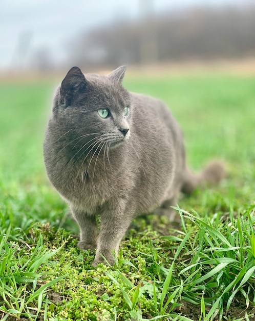 Photo a gray cat with green eyes stands in a field.