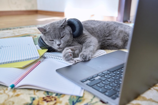 Gatto grigio con le cuffie che dorme sdraiato sul pavimento vicino al computer portatile