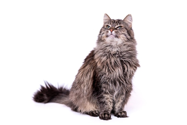 Gray cat with a mustache on a neutral white background.