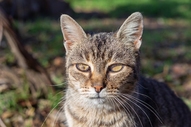 아픈 눈, 부상당한 홍채를 가진 회색 고양이. 애완 동물 치료 및 지원.
