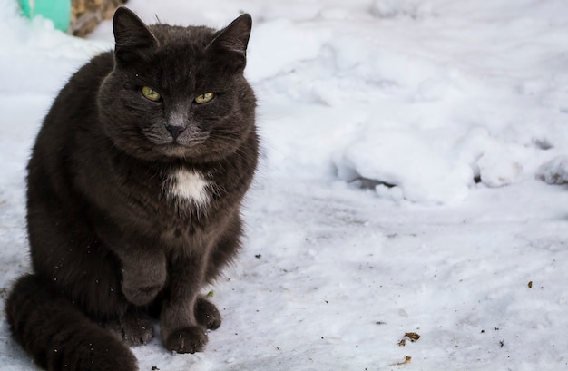 A gray cat with a white breast sits in the snow