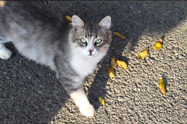 A gray cat with a white chest walks along the road and looks up.