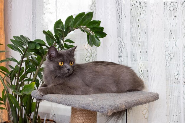 Gray cat with yellow eyes closeup portrait