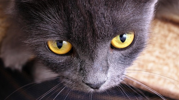 Foto gatto grigio con il ritratto del primo piano degli occhi gialli